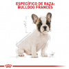 Bulldog Francés Puppy